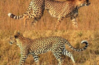 Різниця між леопардом і гепардом: головні відмінності видів