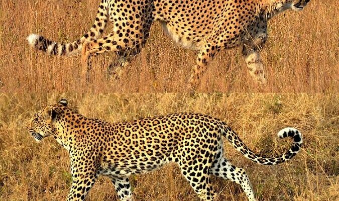 Різниця між леопардом і гепардом: головні відмінності видів