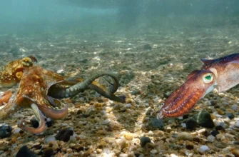 Різниця між кальмаром і восьминогом: ключові відмінності та особливості