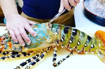 Омар і Лобстер: Виявляємо Головні Відмінності та Подібності