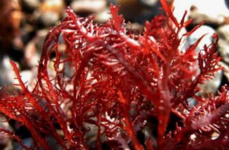 Агар-агар: що це таке, його застосування та переваги для здоров’я