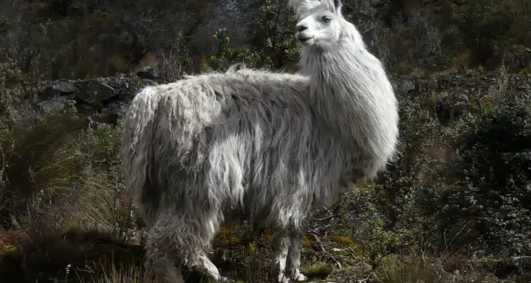 Альпака: що це за тварина, її характеристики та користь для людей