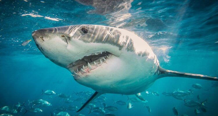 Що робити при нападі акули: поради для виживання під час атаки