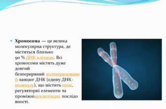 Що таке хромосоми: будова, функції та їх роль у спадковості