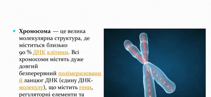 Що таке хромосоми: будова, функції та їх роль у спадковості