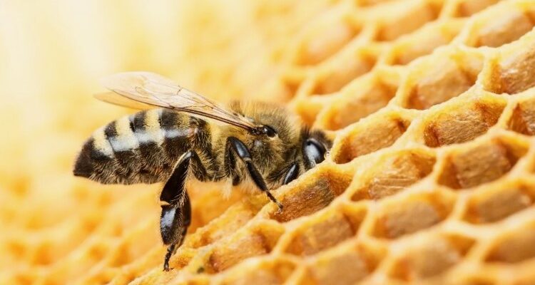 Бджоли: ТОП-20 цікавих фактів, які вас здивують і захоплять!