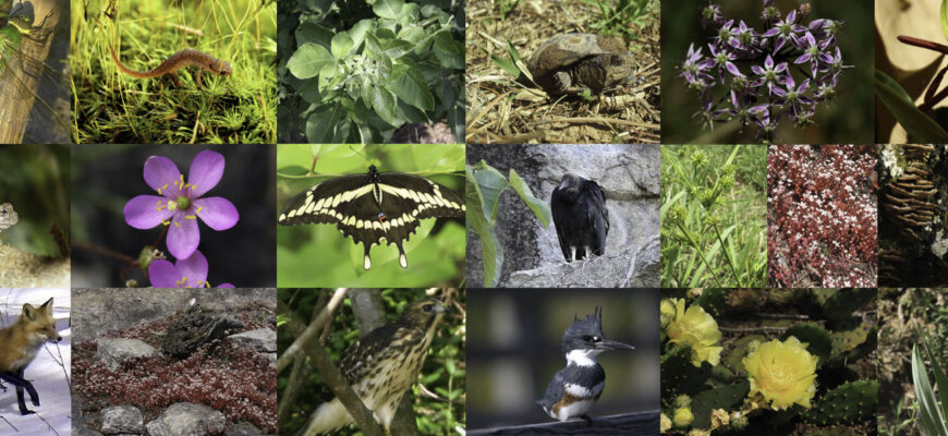 Біорізноманіття: визначення, значення та роль у житті планети