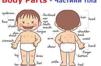 Різниця між Arm і Hand: розуміння функцій та будови