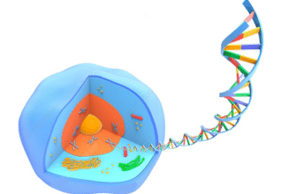 Що таке клітина: ключові особливості та функції основної одиниці життя