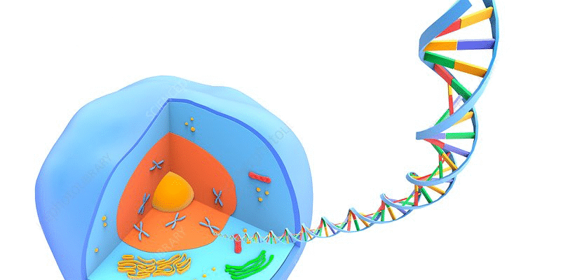 Що таке клітина: ключові особливості та функції основної одиниці життя