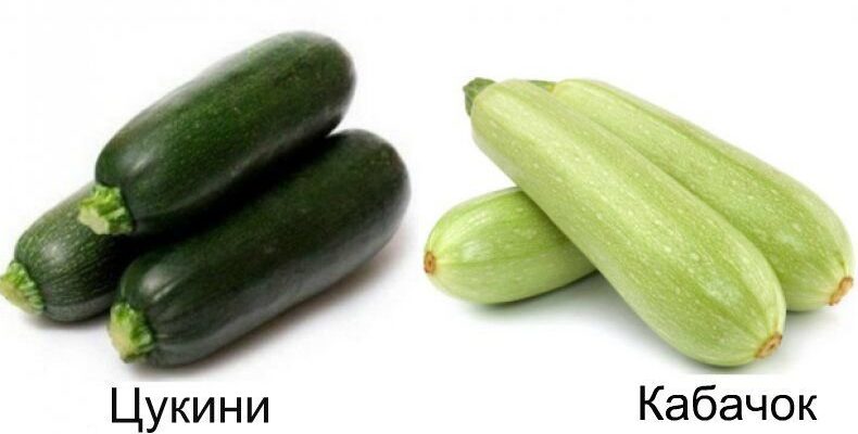 Кабачок і цукіні: в чому різниця та як їх розрізнити?