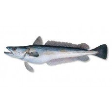 Відмінності між мерлузою та хеком: розуміння різниці видів риб