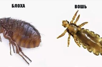 Блохи і воші: у чому різниця та як боротися з паразитами?