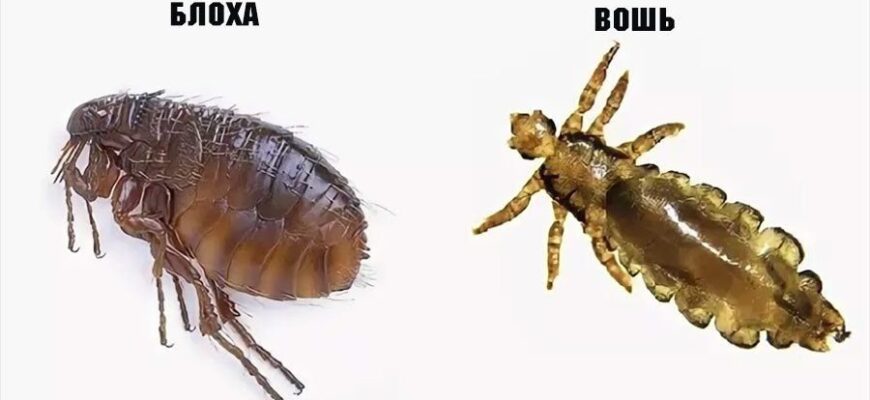 Блохи і воші: у чому різниця та як боротися з паразитами?