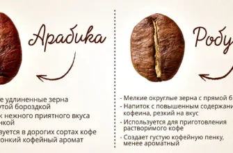 Арабіка і робуста: основні відмінності та особливості сортів кави