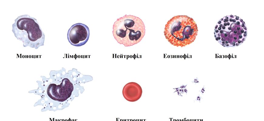 Що таке тромбоцити: роль і значення в системі кровообігу людини