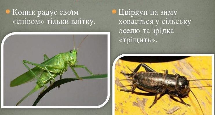 “Цвіркун і коник: Визначаємо ключові різниці між комахами”