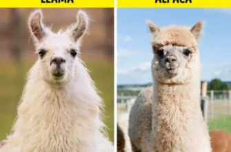 Різниця між альпака та лама: Важливі відмінності і схожості