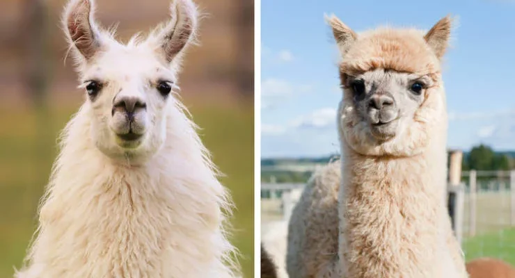 Різниця між альпака та лама: Важливі відмінності і схожості