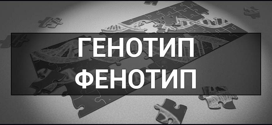 Генотип людини: Вплив генетичної інформації на здоров’я та риси