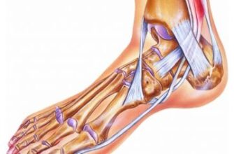 Що таке щиколотка: анатомія, функції та роль у вашому здоров’ї