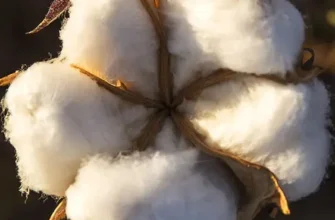 Різниця між бавовною і котоном: що обрати для комфортного одягу?