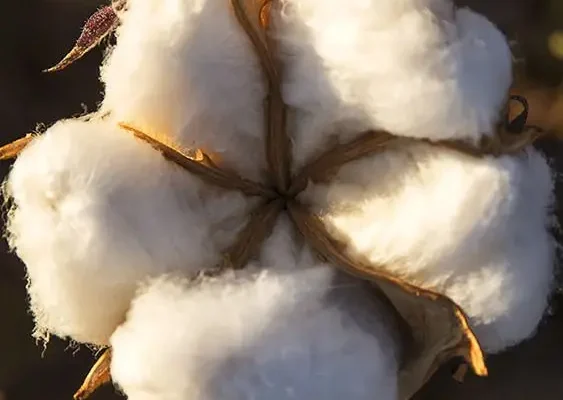 Різниця між бавовною і котоном: що обрати для комфортного одягу?