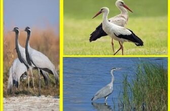 Різниця між чаплею і лелекою: ключові характеристики та відмінності