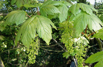 Явір і клен: у чому різниця та як їх відрізнити?