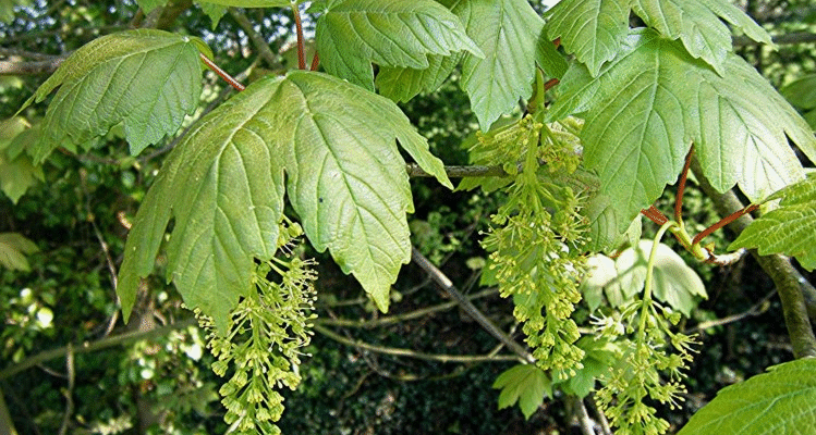 Явір і клен: у чому різниця та як їх відрізнити?
