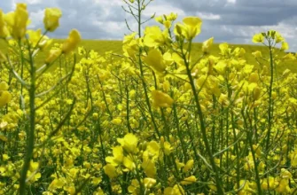 Різниця між рапсом і ріпаком: сутність, властивості, користь