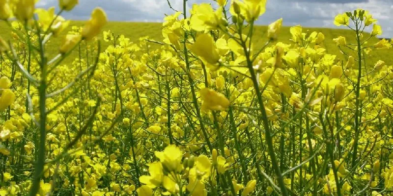 Різниця між рапсом і ріпаком: сутність, властивості, користь Різниця між рапсом і ріпаком: сутність, властивості, користь