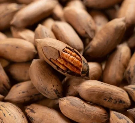 Грецький і волоський горіх: ключові відмінності та особливості використання