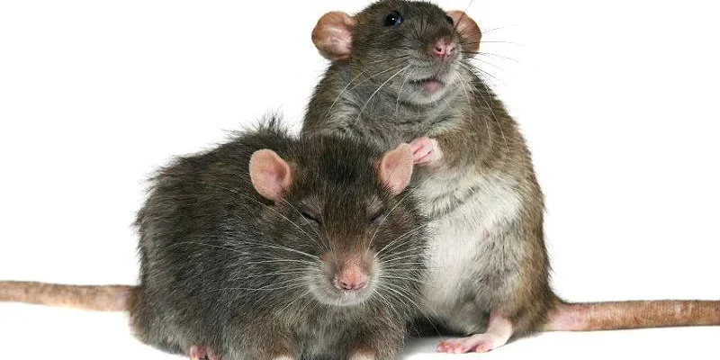 “Щур vs Пацюк: У Чому Різниця та Що Потрібно Знати?”