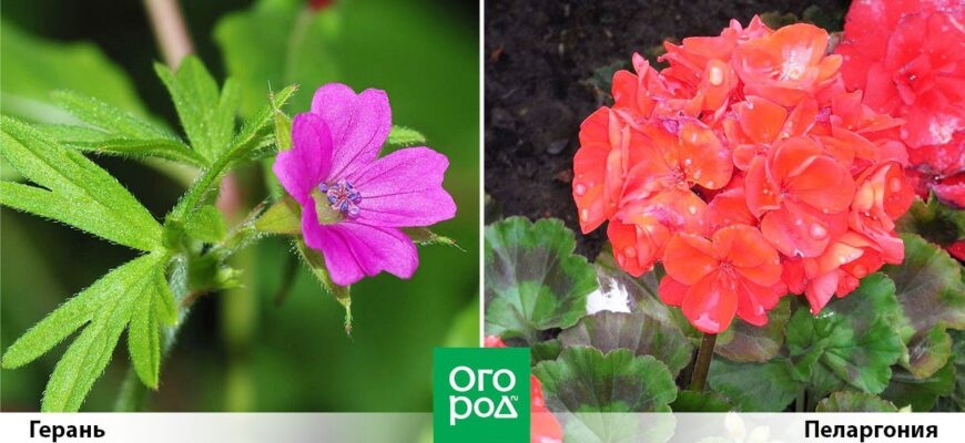 Герань і пеларгонія: в чому різниця та як їх розрізнити?