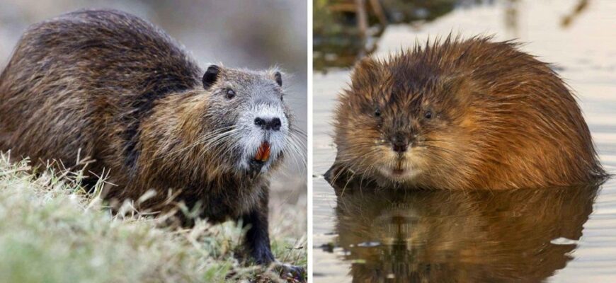 Різниця між нутрією та ондатрою: визначення та особливості