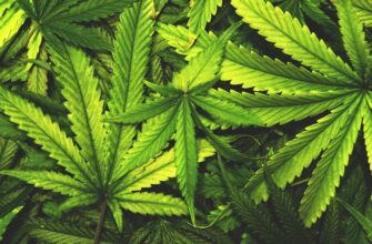 Канабіс: визначення, властивості та вплив на здоров’я людини
