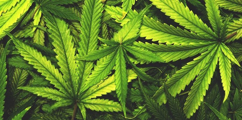 Канабіс: визначення, властивості та вплив на здоров’я людини