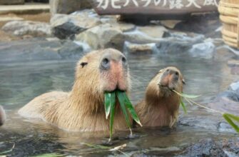 Капібара: відкрийте неймовірні факти про найбільшого гризуна світу