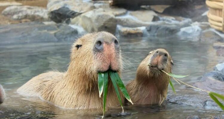 Капібара: відкрийте неймовірні факти про найбільшого гризуна світу