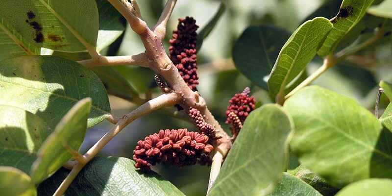 Карат: Визначення, значення та застосування у ювелірній справі