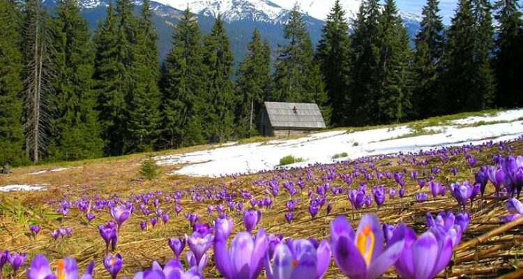 Цікаві факти про Карпатський біосферний заповідник: що варто знати?