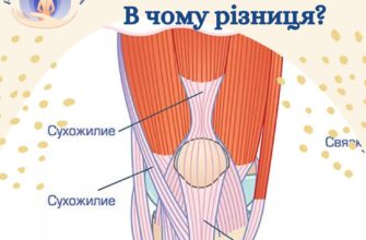 Сухожилля і зв’язки: ключові відмінності та їхні функції в тілі