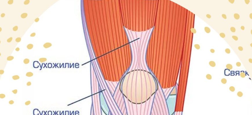 Сухожилля і зв’язки: ключові відмінності та їхні функції в тілі