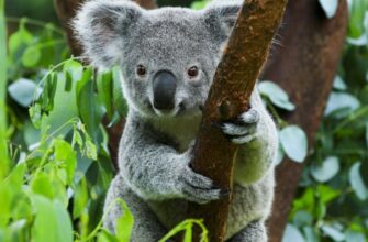 Коала: Відкрийте для себе ТОП-20 неймовірних фактів про цих сумчастих
