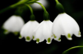Конвалія: цікаві факти про ніжну й чарівну весняну квітку