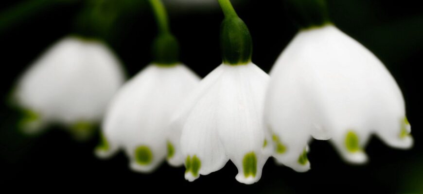 Конвалія: цікаві факти про ніжну й чарівну весняну квітку