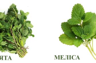 “Меліса і м’ята: яка різниця та як відрізнити ці трави?”