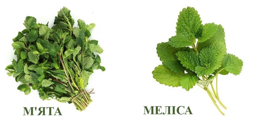 “Меліса і м’ята: яка різниця та як відрізнити ці трави?”