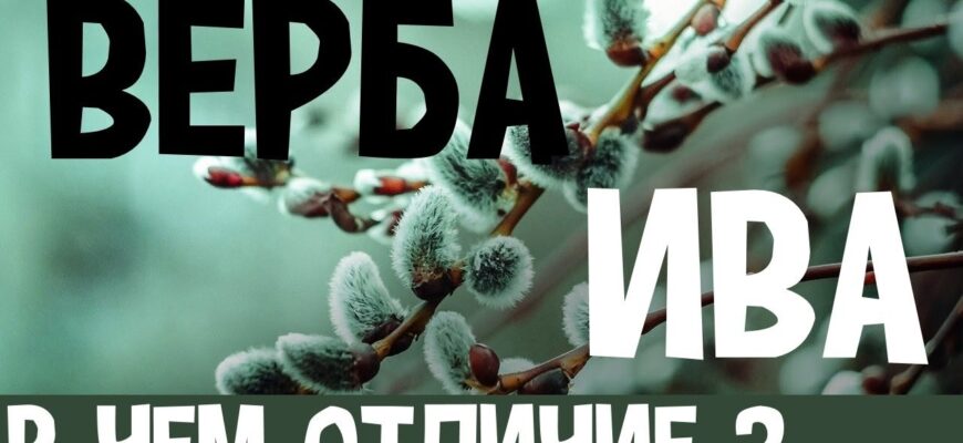 Різниця між івою та вербою: ключові відмінності та особливості